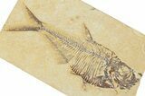 Detailed Fossil Fish (Diplomystus) - Wyoming #354069-1